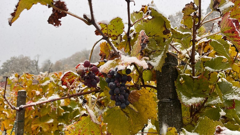 eiswein grapes in snow