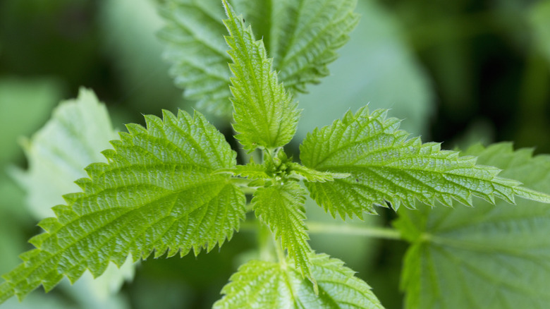 A close up shot of a stinging nettle.