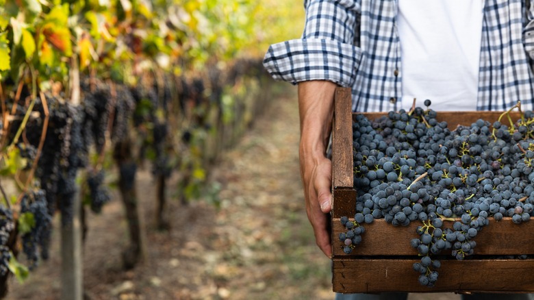 Man in vineyard carrying grape crate