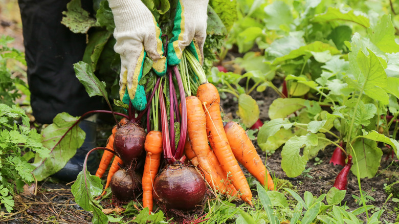 A person wearing gardening gloves shows off freshly picked carrots and beets in a vegetable garden