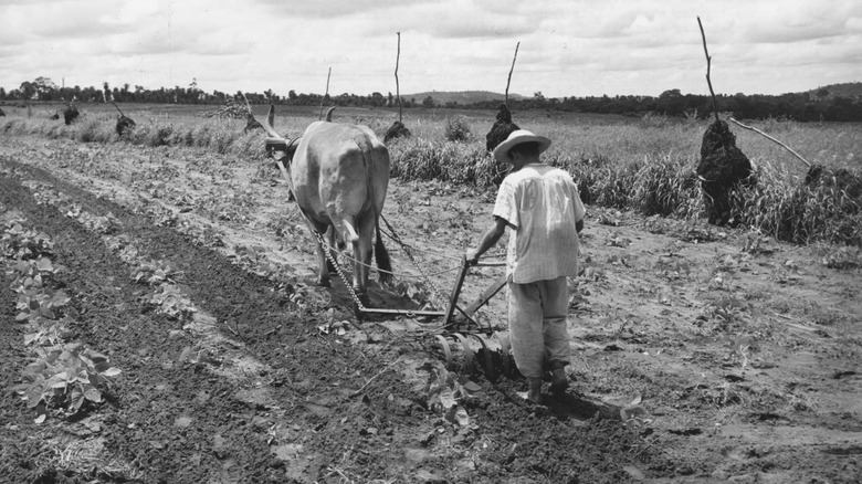 A farmer tilling a field