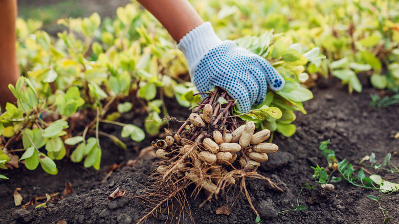 Person picking a peanut plant