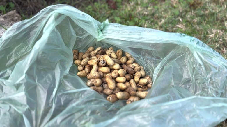 Carolina African runner peanuts in plastic bag