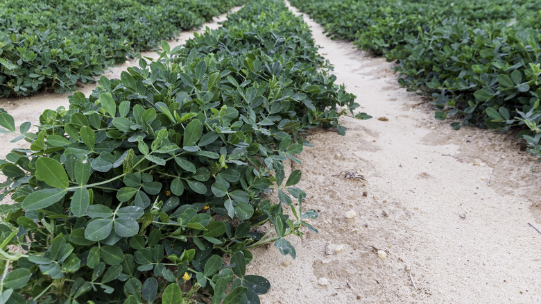 Peanuts growing in a Georgia field