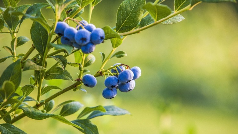 Blueberries on a bush.