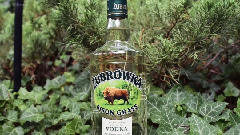 A bottle of Żubrówka vodka