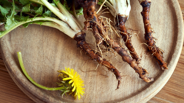 Dandelion roots with leaves on a table