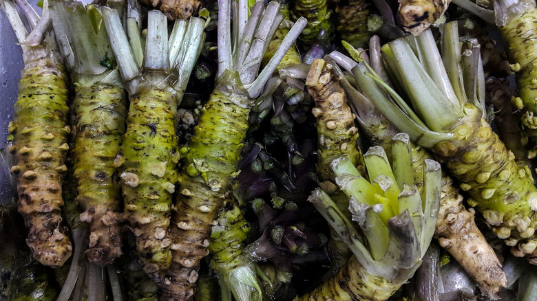 Fresh wasabi root