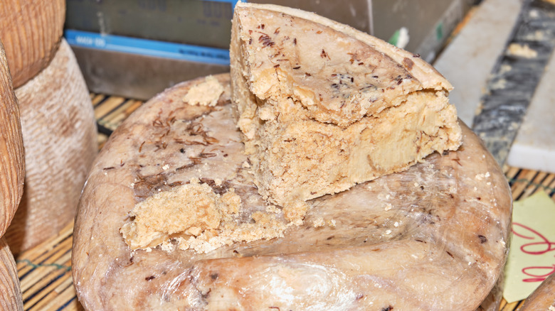 Wheel and wedge of casu marzu