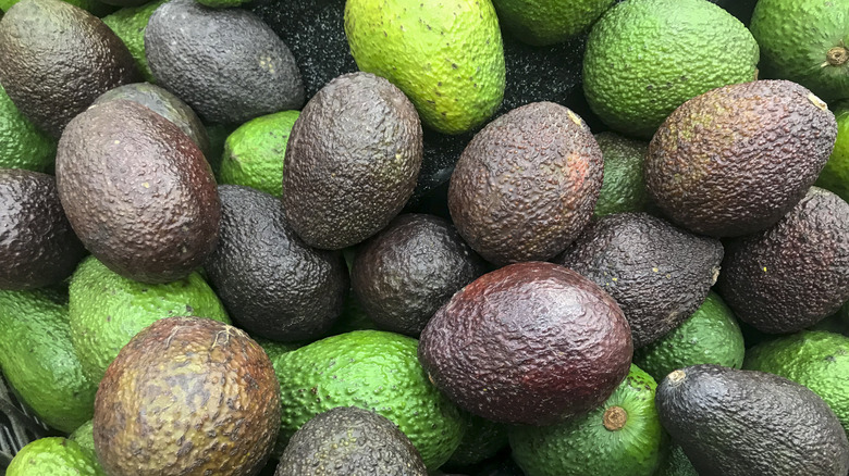 Different shades of Hass avocados