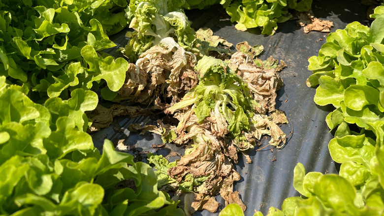 Wilted lettuce among fresh lettuce in an outdoor bed