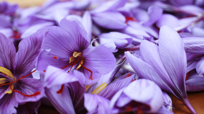 Close-up of purple saffron flowers