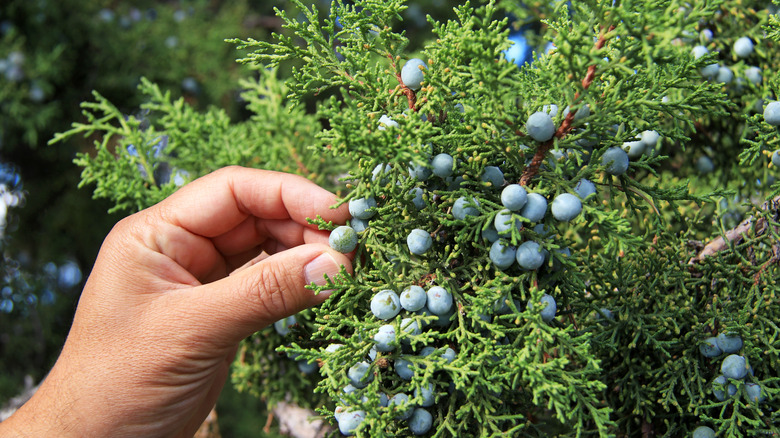 Hand touching juniper tree