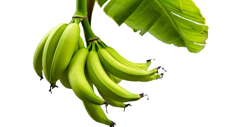 A bunch of unripe bananas dangling from a tree