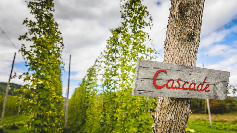 Cascade hop plants