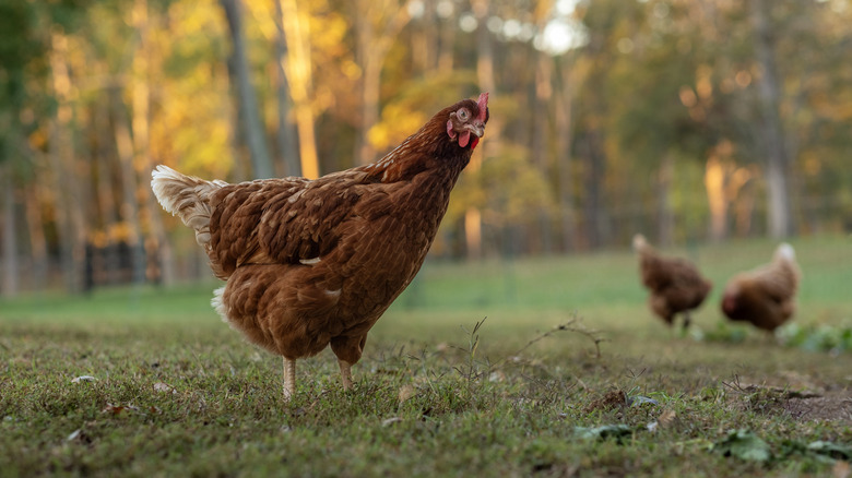 chicken outdoors