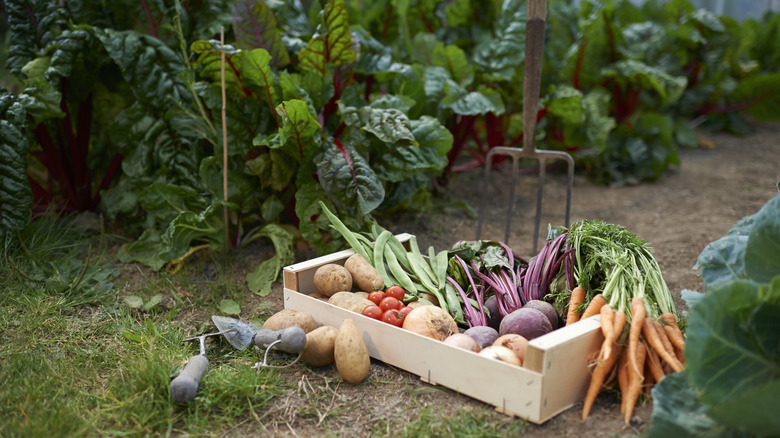 A box of harvested garden produce in a vegetable patch