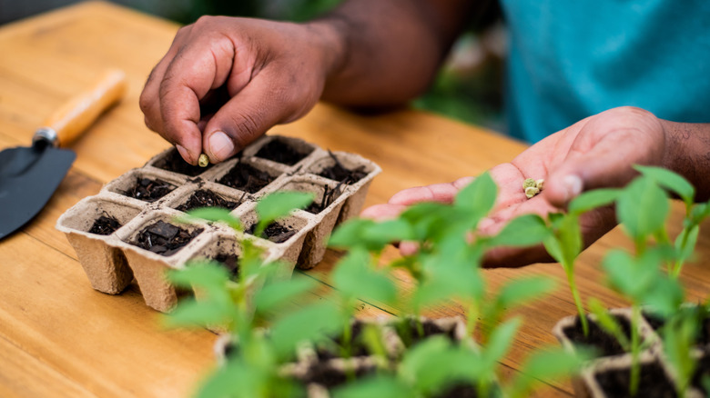 A person planting seeds in a cardboard planter