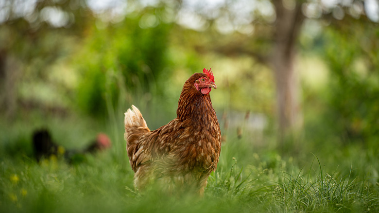 Free-range chicken wandering across a meadow