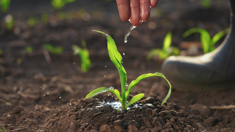 water dripping off someone's hand onto the soil and plant