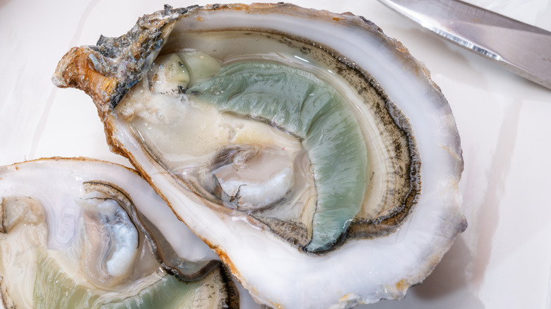 Green gill oyster close-up