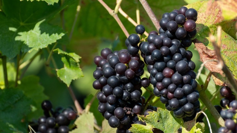 Bunches of Pinot Noir grapes.