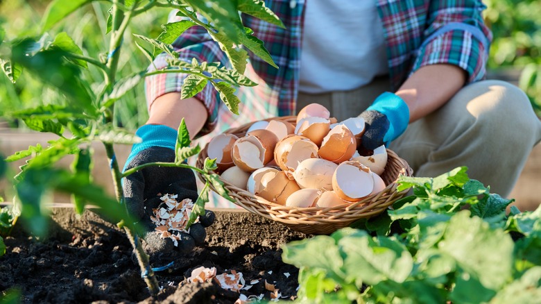 hands gardening with eggshells