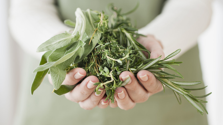 Person holding fresh herbs