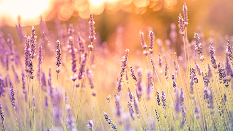 Lavender field in morning light