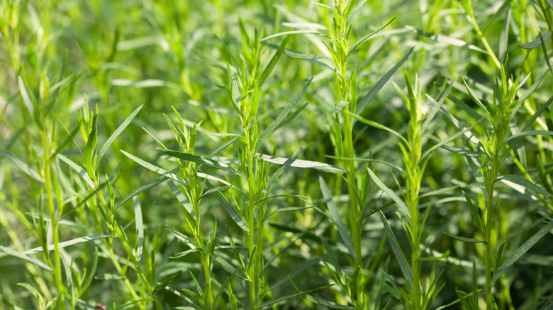 Lush wild herbs