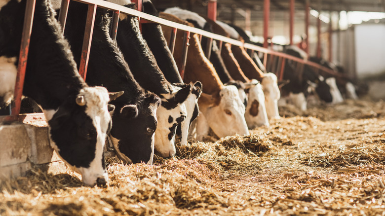 Cows eating hay on a dairy farm