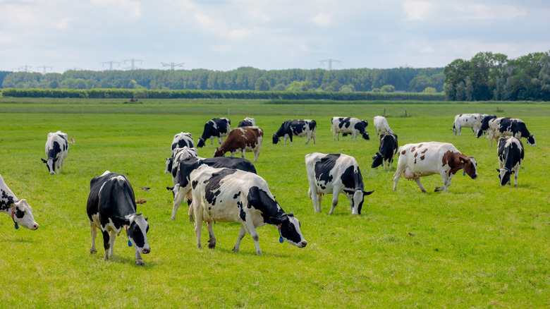 Dairy cows walking around a green field