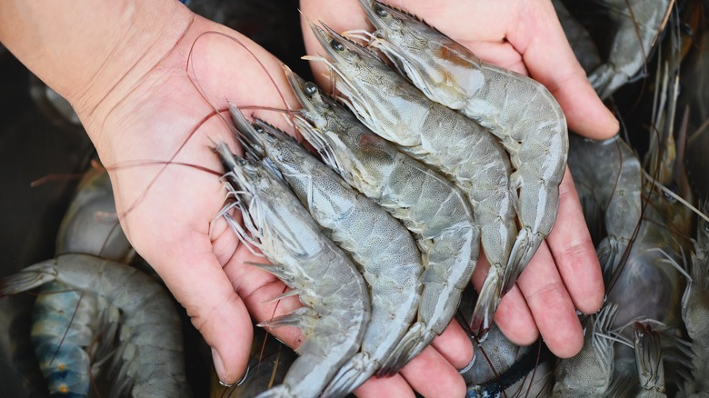 hands holding raw shrimp