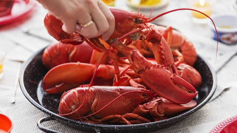 A hand grabbing a lobster off of a black plate with several lobsters on it.