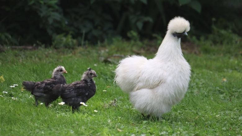 A white silkie chicken, followed by two chicks.