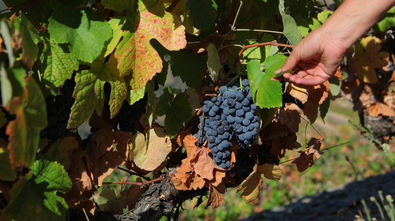 Hand next to a grapevine