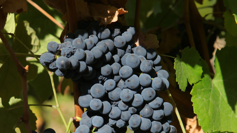 Touriga Nacional grapes on the vine