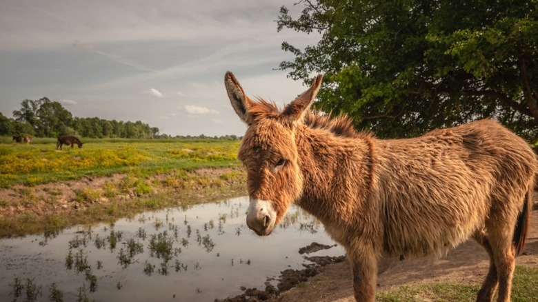 A Balkan donkey in the Zasavica Nature Reserve.