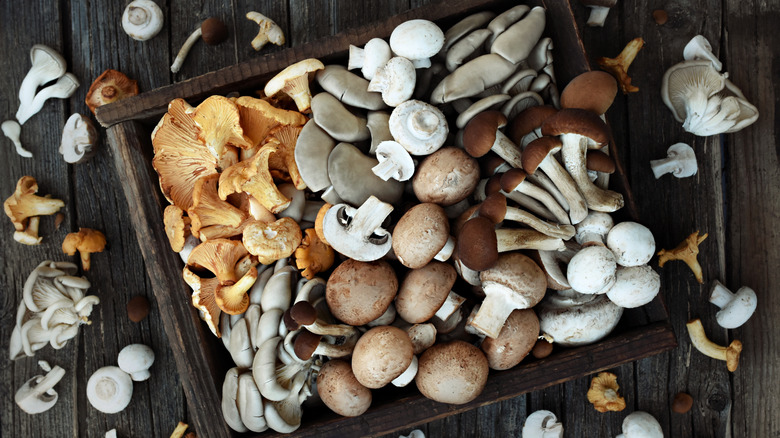 A variety of mushrooms on a tray