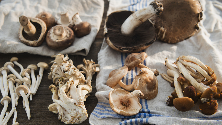 A variety of mushrooms on towels