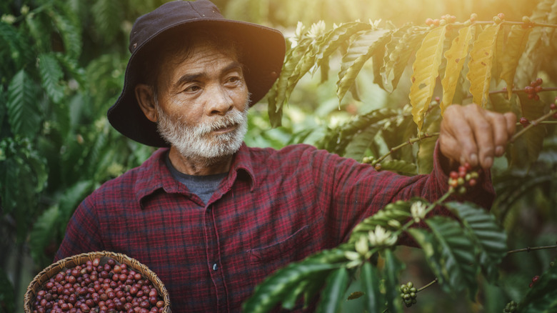 A man picking arabica coffee beans.