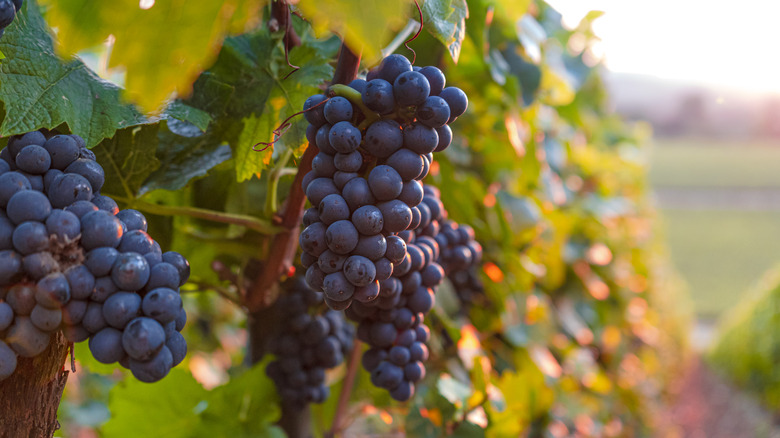 Wine grapes growing in a vineyard.