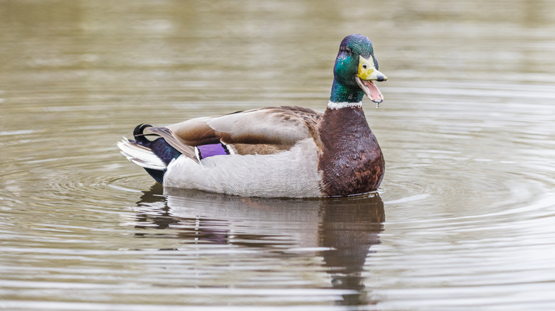 Close-up of a Mallard duck in the water