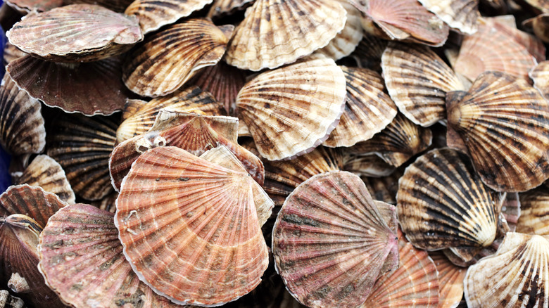 An assortment of oysters in the shells