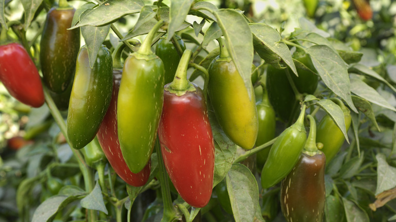 Jalapenos growing