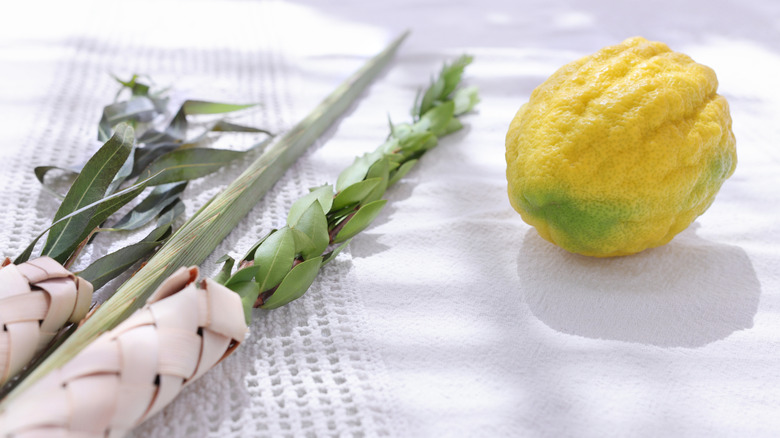 Etrog and lulav on a white backdrop