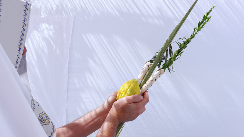 Hands waving lulav and etrog on a white backdrop