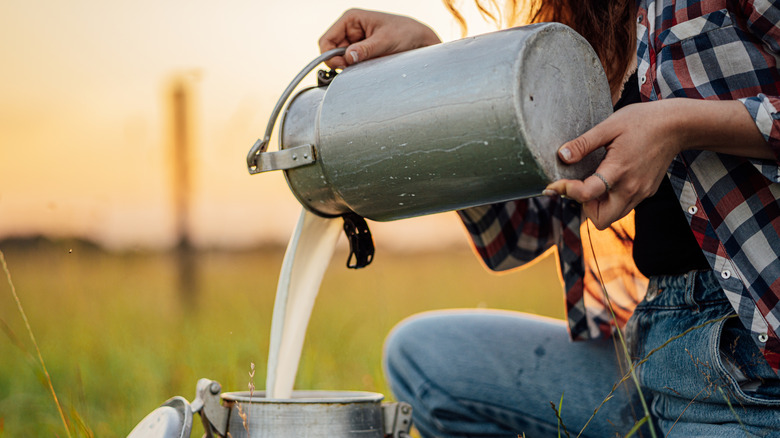 A person pouring raw milk out of a bucket into another bucket outside