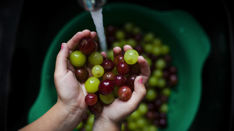 Rinsing red and green grapes in colander under tap water