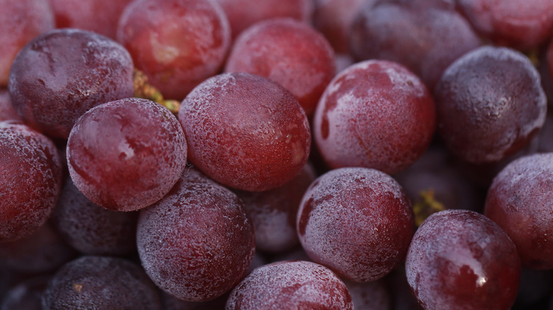 Close up of red grapes with bloom